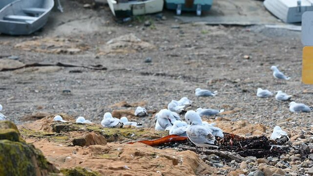 Seagulls in Wellington, New Zealand