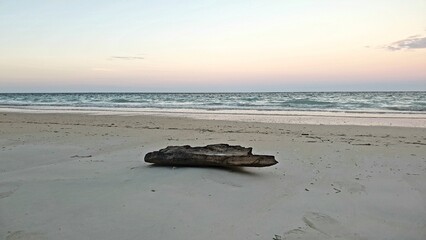 Driftwood on Remote White Sand Beach