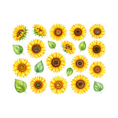 Set of bright yellow sunflowers in a summer field, perfect for floral designs and nature-inspired themes