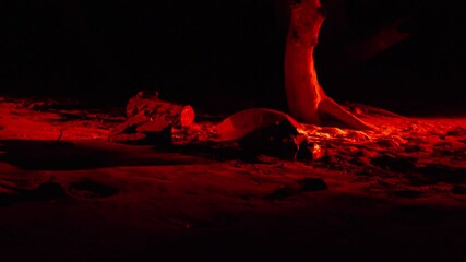 Loggerhead turtle laying eggs at night on a beach in Costa Rica, illuminated by red light.