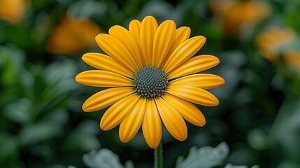 Obraz premium Orange Flower in Garden HD 8K Wallpaper Stock Image for Natural Floral Backgrounds