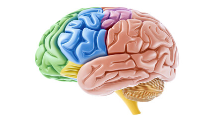 Colorful Human Brain Anatomy Model with Distinct Regions for Educational and Medical Use in Illustrations
