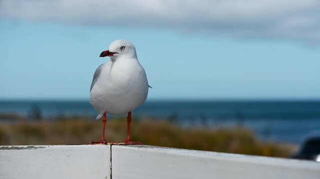 Seagulls in Wellington, New Zealand
