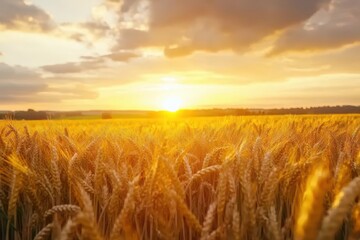 Obraz premium Sunlit wheat field bathed in golden hues as the sun sets behind distant hills in a tranquil landscape, Sunlit wheat field with golden hues during beautiful sunset time lapse Photo
