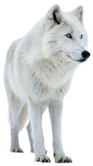 Obraz premium Arctic Wolf with Blue Eyes, Isolated on Transparent Background
