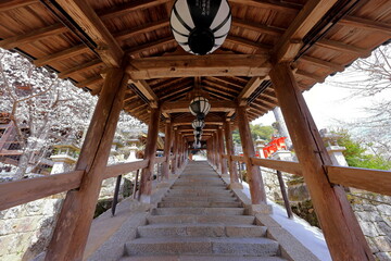 Hasedera Temple with cherry blossoms, a Buddhist temple for the Buzan sect of Shingon Buddhism at Nara Japan