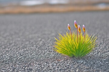 Tiny plants sprout from asphalt