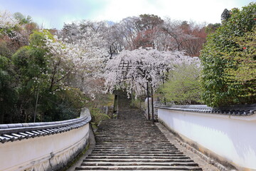 Fototapeta premium Hasedera Temple with cherry blossoms, a Buddhist temple for the Buzan sect of Shingon Buddhism at Nara Japan