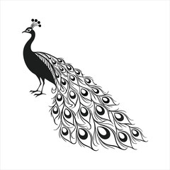 Fototapeta premium silhouette peacock on white background