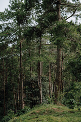 Lush green trees line a sunlit forest path, inviting exploration into the serene natural landscape