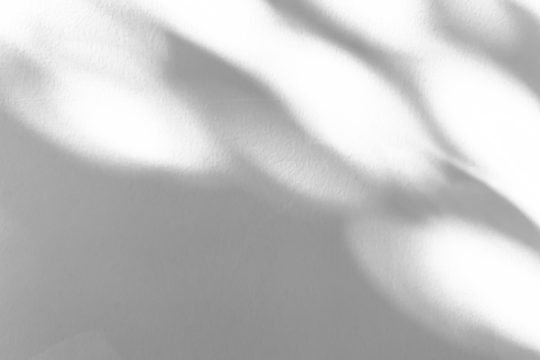 Abstract natural tree branch leaves shadow on white wall background