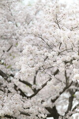 벛꽃