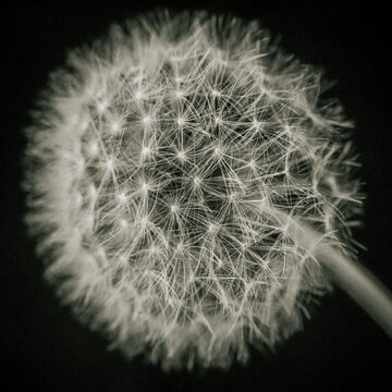Fototapeta セイヨウタンポポ Dandelion