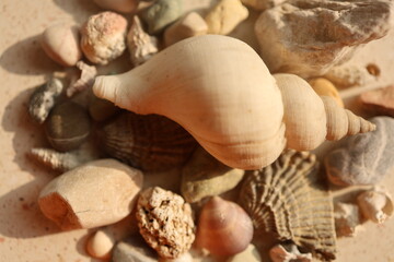 shells on the beach