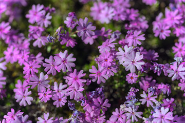 Clematis and its pink flowers.
