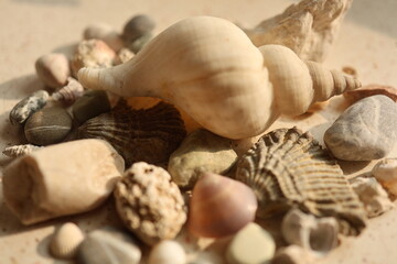 sea Shells and Pebbles on Sandy Beach - Macro Shot