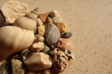 colorful Sea Shells and Pebbles on Sandy Beach - Macro Shot