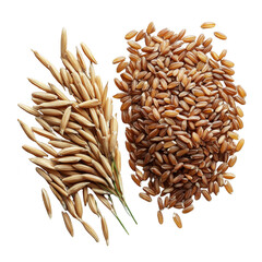 Two clusters of grains are shown, one with rice husks still attached and the other with polished brown rice kernels. Png, Transparent background.