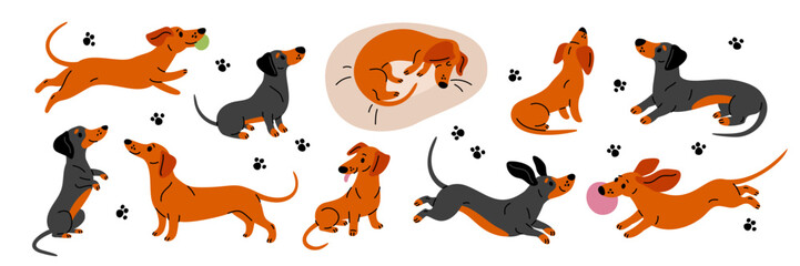 Cute dachshund. Funny long dog, different poses, emotions and actions, happy pets, cheerful puppy characters, breed, cartoon flat mascot, adorable playful animal garish vector set
