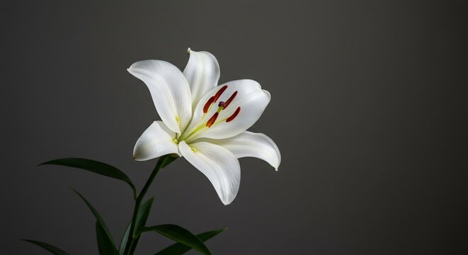 白いユリ 優雅に咲く 影と光の織りなす美しさ (Shiroi yuri yuga ni saku kage to hikari no orinasu utsukushisa) Translation: White lily, blooming elegantly, the beauty woven by shadow and light.. AI Generated
