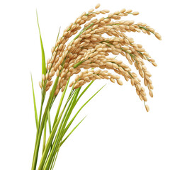 Golden rice stalks with ripe grains hanging densely on green stems. Png, Transparent background.