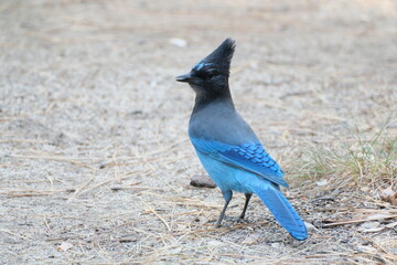 青い鳥ステラーカケスとジョンミューアトレイルの絶景。ヨセミテ公園。