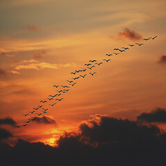 Flock of birds flying in V-formation at sunset, minimal cloud.