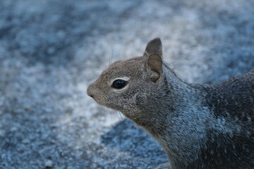 リスとジョンミューアトレイルの絶景。ヨセミテ公園。Squirrel at John Muir Trail. Amazing trekking area in Yosemite. 