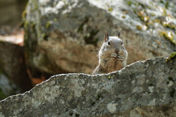 リスとジョンミューアトレイルの絶景。ヨセミテ公園。Squirrel at John Muir Trail. Amazing trekking area in Yosemite. 