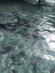 Naklejka premium This photo features clear water with a clearly visible bottom, small rocks, and sand, with the reflection of sunlight creating a calm and clean impression.