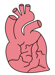Stylized illustration of a human heart anatomy