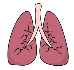 Simple illustration of human lungs and bronchi