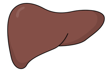 Simple illustration of a human liver organ