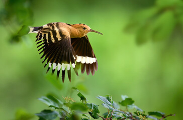 Eurasian hoopoe bird in early morning light ( Upupa epops )