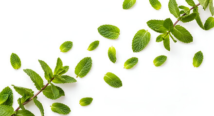 Fresh mint leaves floating randomly on bright white backdrop — organic minimal food art concept