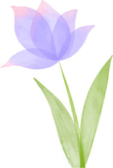 lilac flower isolated on white