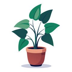 indoor plant on white background