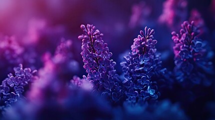 Lilac Flowers Blooming in Springtime Garden