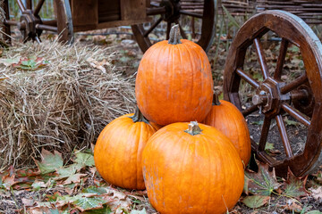 Vibrant autumn scene featuring large orange pumpkins arranged on a rustic backdrop of hay bales. Surrounded by colorful autumn leaves, the setup captures the essence of fall.