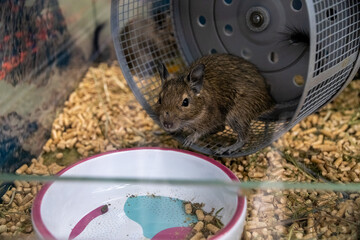 Degu Standing in Cage with Running Wheel and Food Bowl