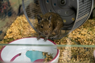 Degu Standing in Cage with Running Wheel and Food Bowl