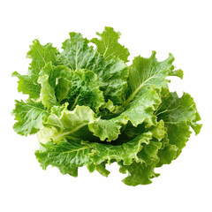 Fresh green lettuce freshly harvested on a clean Transparent background with vibrant texture and color, Fresh green lettuce isolated on PNG background