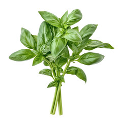 Harvesting fresh basil garden setting botanical photography vibrant greenery close-up view culinary inspiration