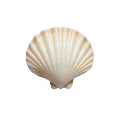 Collecting beautiful seashells at the beach nature photography calm ocean environment close-up view