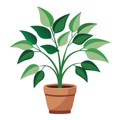 indoor plant on white background