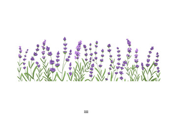 lavender flowers vector illustration