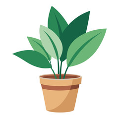 indoor plant on white background