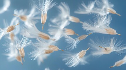 Delicate Dandelion Seeds Floating in the Wind Against Blue Sky