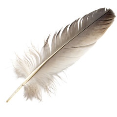 Delicate grey pigeon bird feather closeup isolated on a transparent background