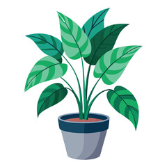 indoor plant on white background